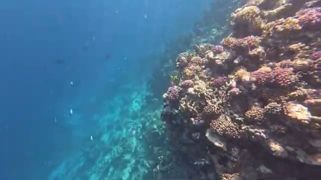 La parete di corallo davanti al pontile dell'Amphoras Aqua, con i pesci sospesi nel blu dello Stretto di Tiran