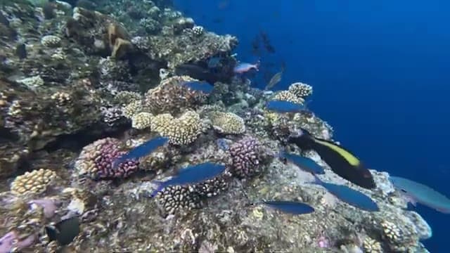 Il branco di pesci sopra i coralli della barriera del Reef Beach, con il blu profondo sulla destra