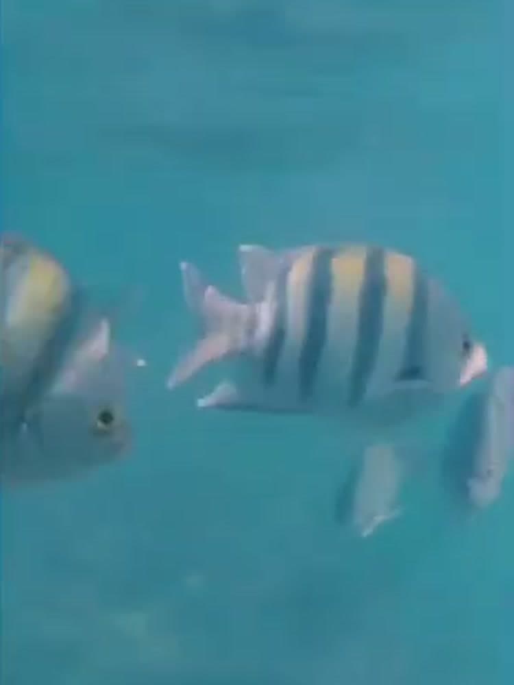 Pesci sergente maggiore ripresi sotto il pelo dell'acqua davanti alla barriera corallina della spiaggia del Ghazala Beach