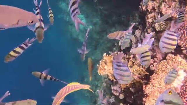Un banco di pesci sergente sopra i coralli della barriera davanti a The Grand Hotel, visti durante lo snorkeling
