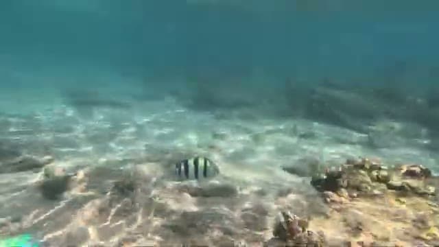 Un pesce solitario tra i coralli spogli davanti al Jaz Fayrouz Sharm: la barriera qui è ormai compromessa