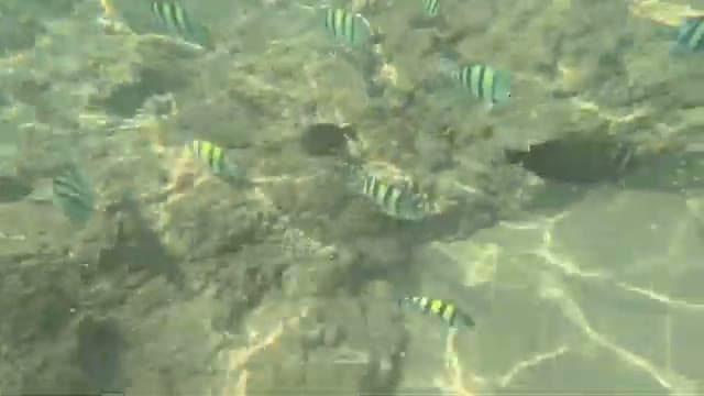 Un branco di pesci sergente sul fondale sabbioso davanti alla spiaggia del Kanabesh, senza vera barriera corallina