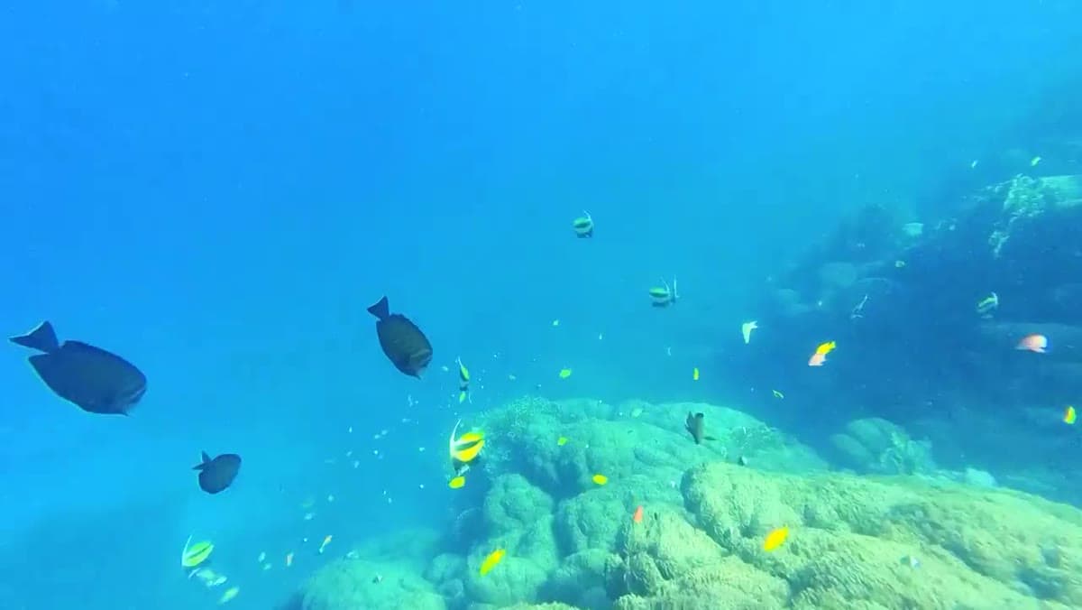 Pesci tropicali sopra la barriera corallina davanti al pontile del Rixos Premium Seagate