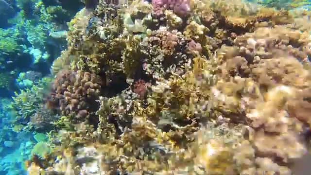 I coralli della barriera dello Sheraton Sharm visti in snorkeling, in ottime condizioni sotto la superficie