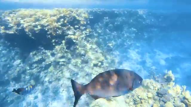 Un pesce sopra la barriera corallina davanti al Sunrise White Hills, nell'acqua turchese di Montazah