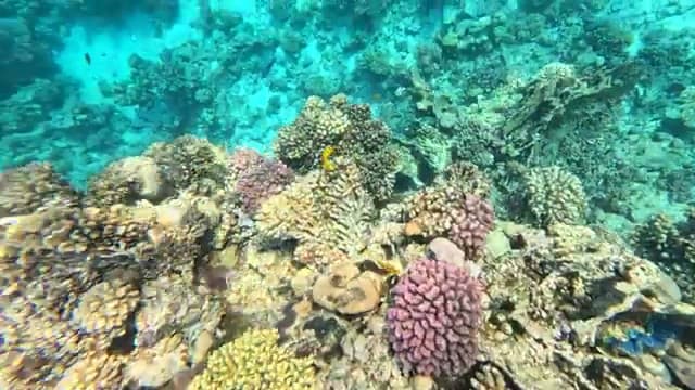 La barriera corallina dell'Umbi Sharks Bay vista in snorkeling, con coralli colorati e acqua turchese