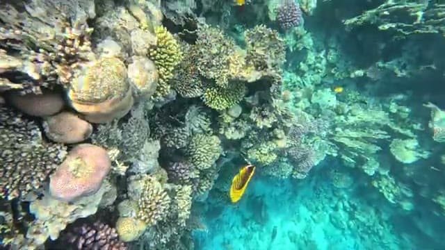 Un pesce farfalla tra i coralli della barriera dell'Umbi Sharks Bay