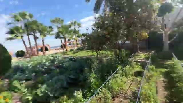 Il giardino del Veraclub Reef pieno di palme e agrumi, con il mare sullo sfondo