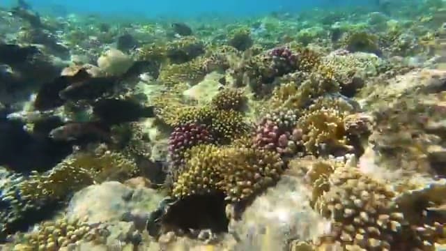 I coralli e i pesci del reef di Shark's Bay visti facendo snorkeling davanti all'Xperience Sea Breeze