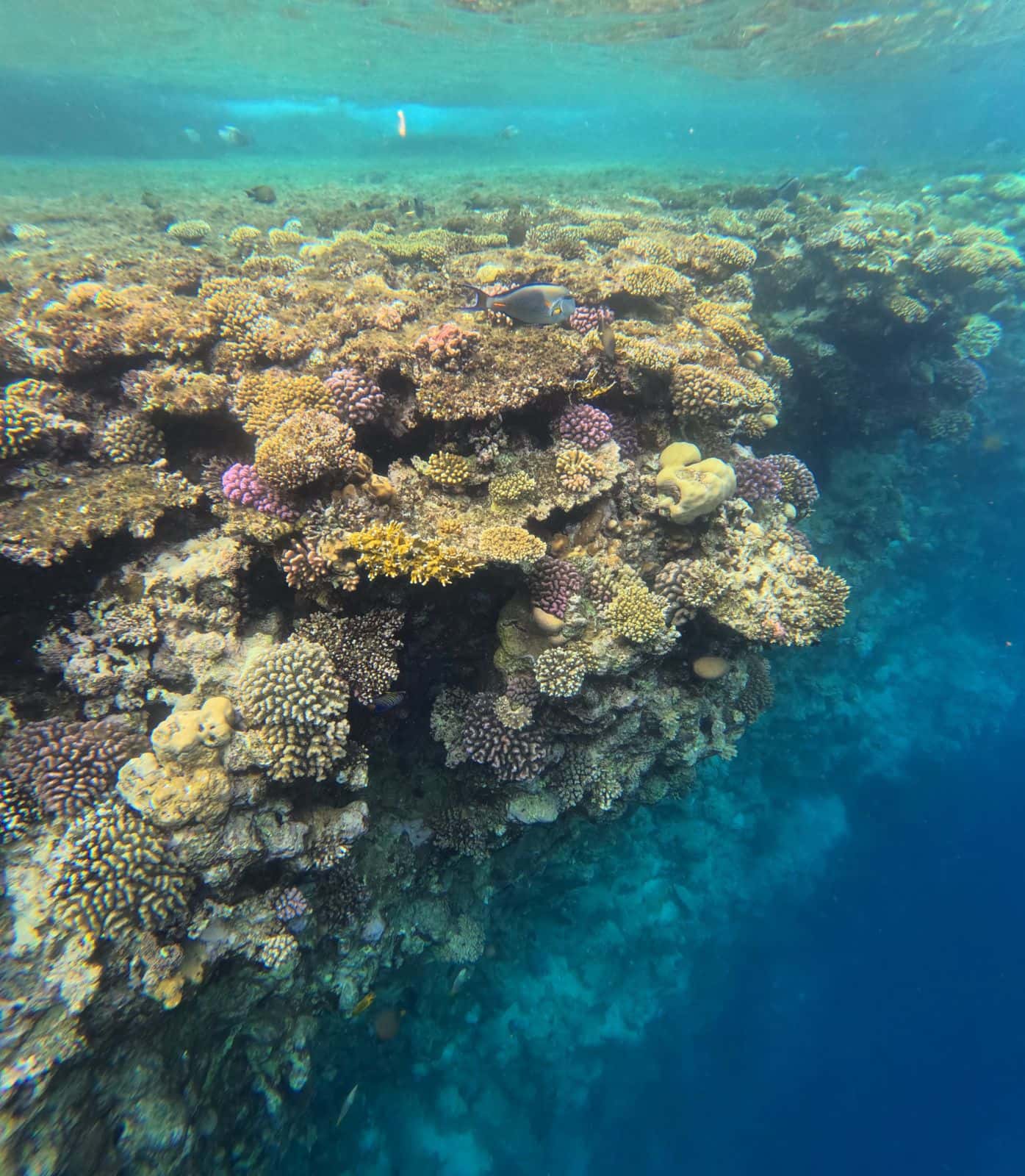 Snorkeling a Sharm el Sheikh: i 15 Punti della Costa con le Mappe