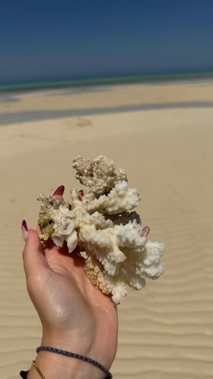 Un frammento di corallo bianco raccolto e tenuto in mano su una lingua di sabbia: portarlo fuori dall'Egitto è vietato