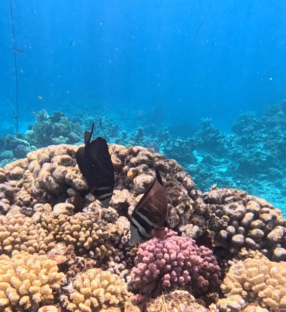 Pesci che nuotano sopra una colonia di corallo duro nel Mar Rosso