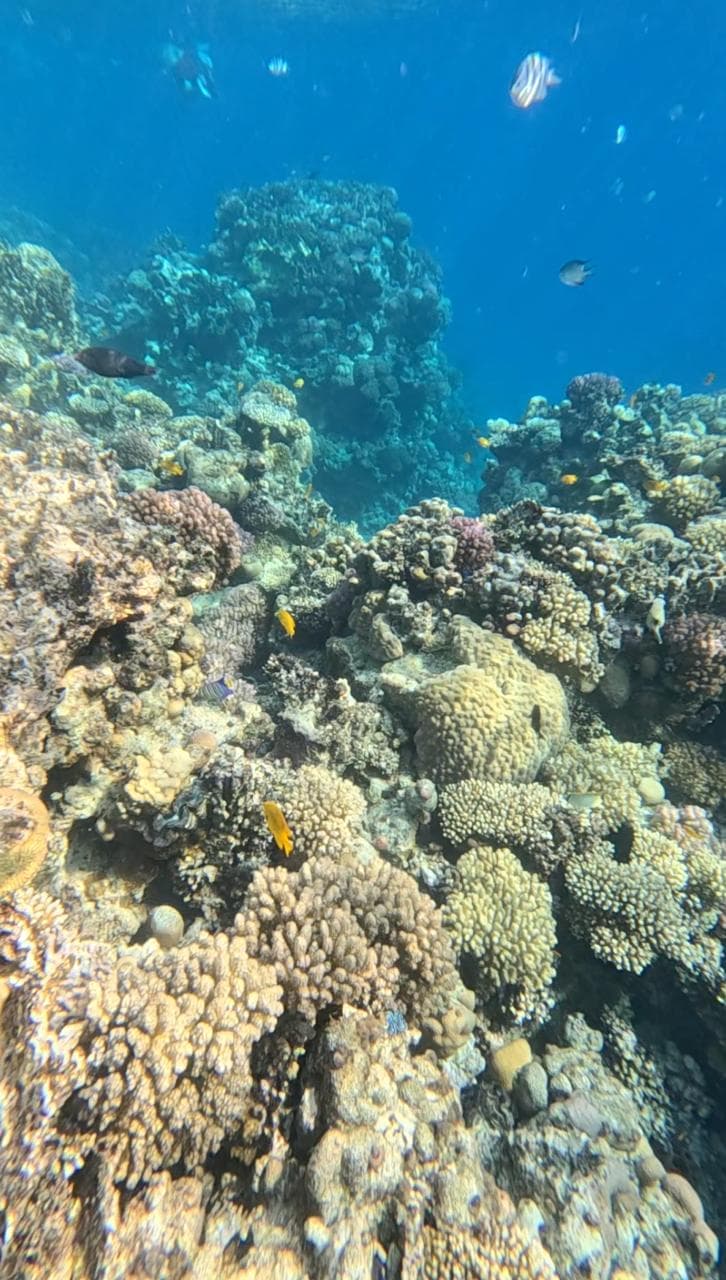 La barriera corallina del Mar Rosso nei primi metri, con coralli duri e pesci che nuotano sopra la colonia