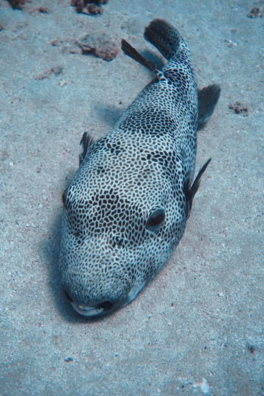 Pesce palla di tipo istrice