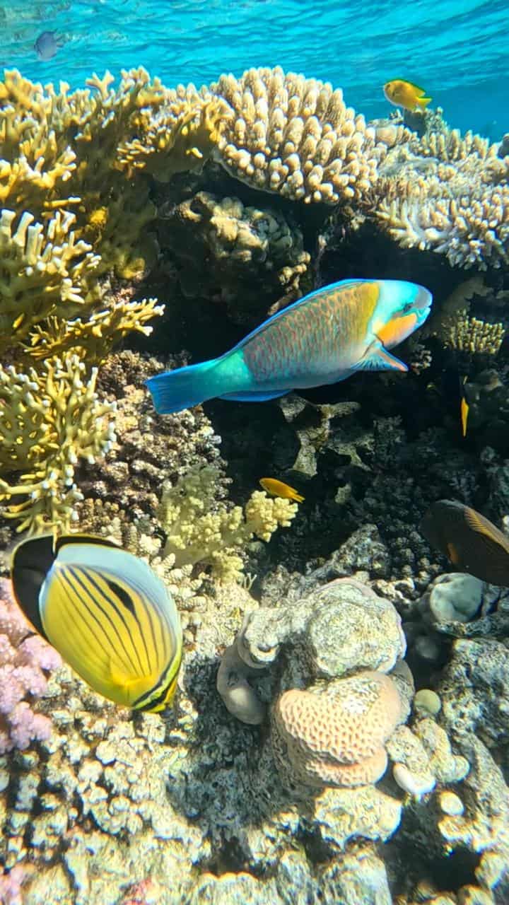 Un pesce pappagallo e un pesce farfalla nuotano insieme tra i coralli