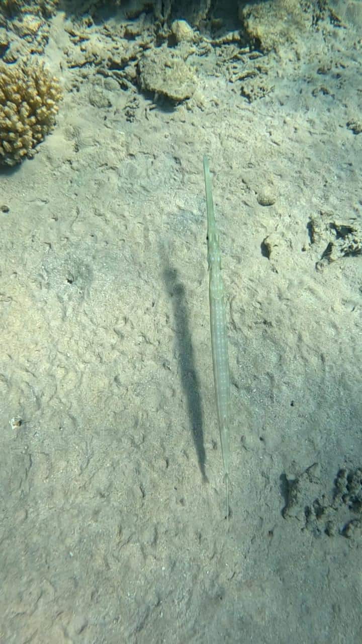 Pesce trombetta nuota nel fondale marino