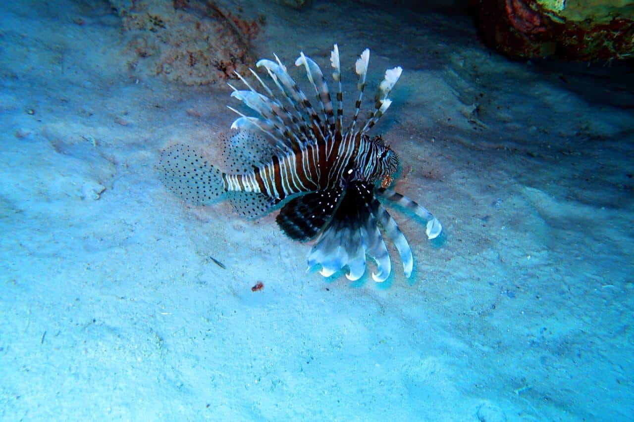 Pesce leone rosso e nero con pinne a ventaglio bianche e nere su sabbia sottomarina blu