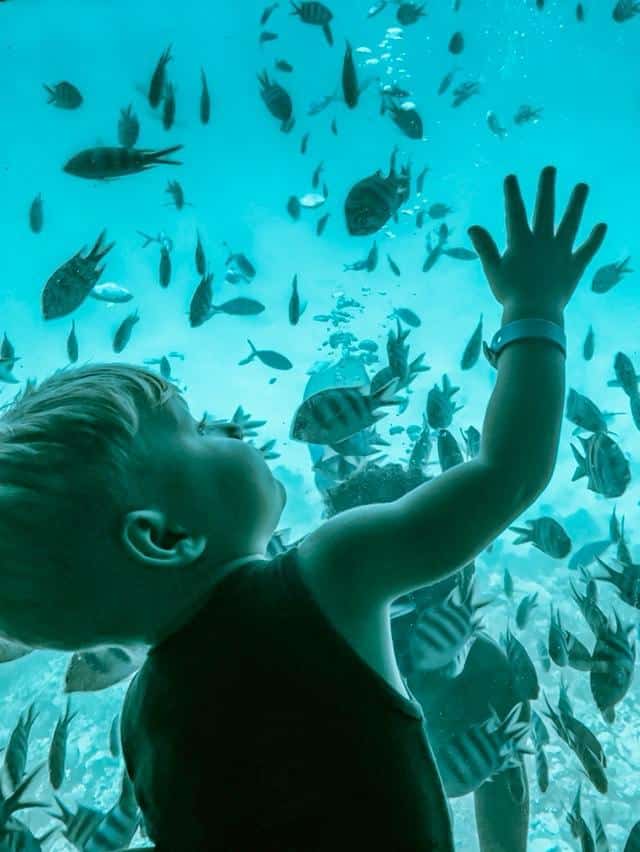bambino guarda pesci in sottomarino sharm