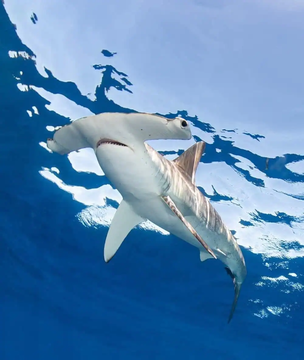 Squalo bianco nuota in acque cristalline blu del mare aperto, ripreso da vicino sott'acqua