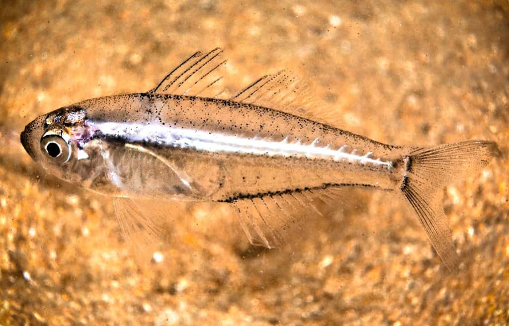 Piccolo pesce marino con corpo allungato, squame grigie e striscia bianca longitudinale, su fondo sabbioso