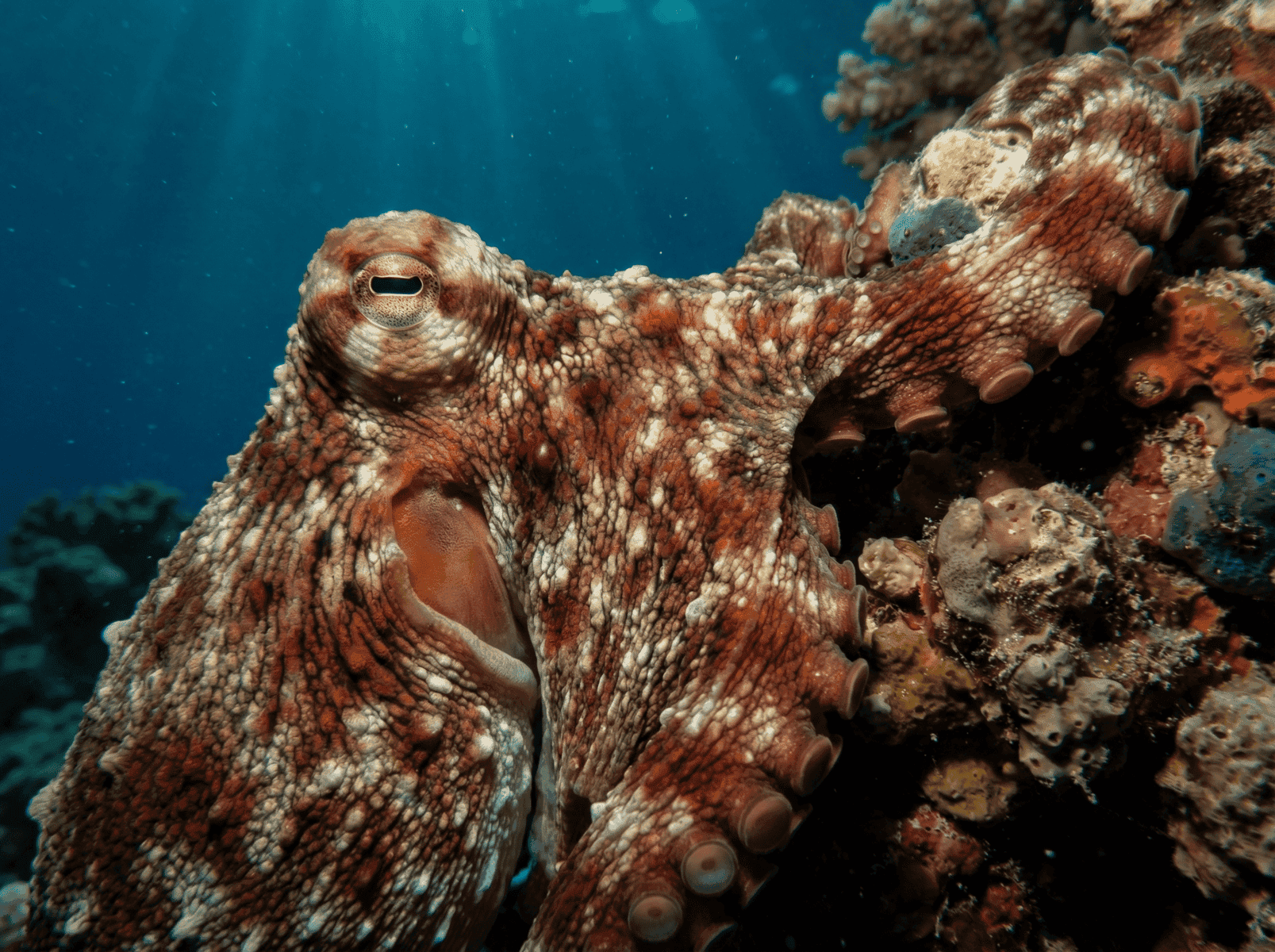 Polpo rosso e bianco camuffato su roccia corallina sottomarina nel Mar Rosso