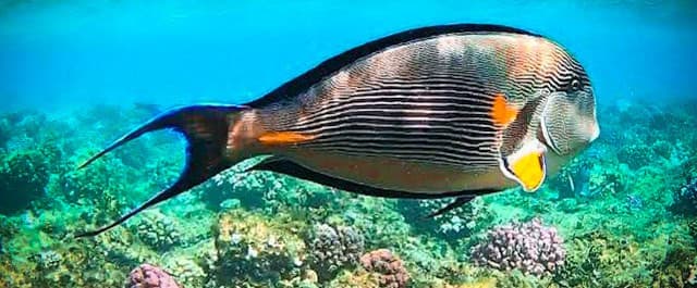 Pesce chirurgo