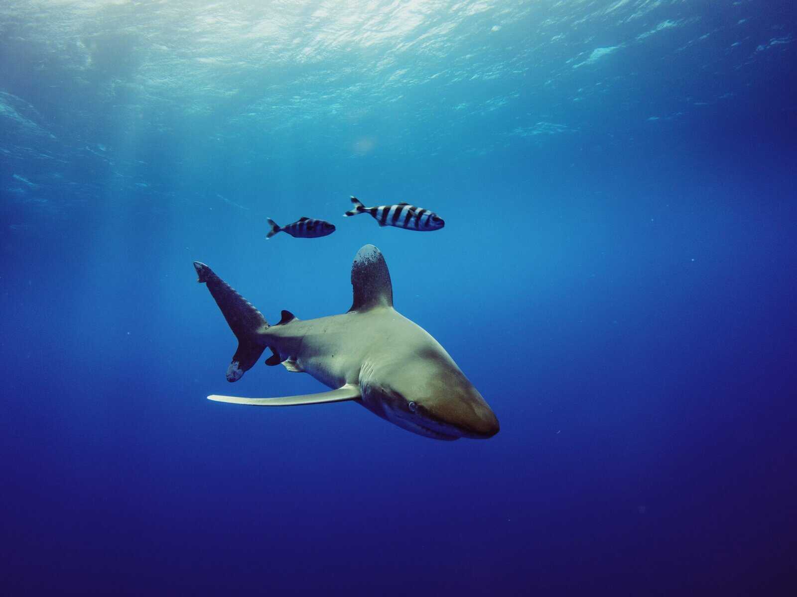 Squalo martello nuota sott'acqua insieme a piccoli pesci striati in acque blu cristalline