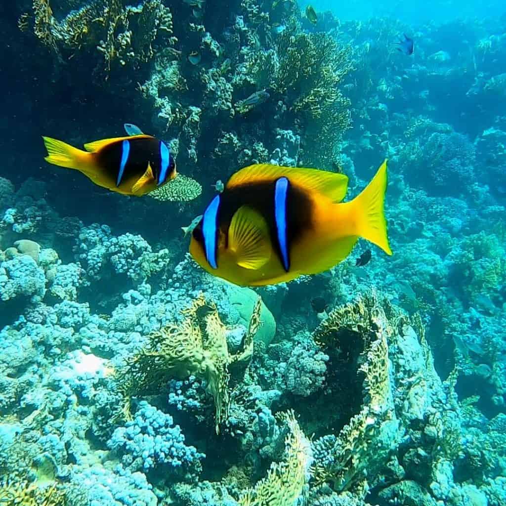coppia di pesce nemo nel mar rosso
