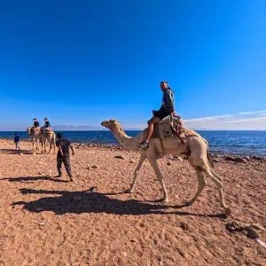 giovane sul cammello guidato da un beduino nel lungo mare di dahab