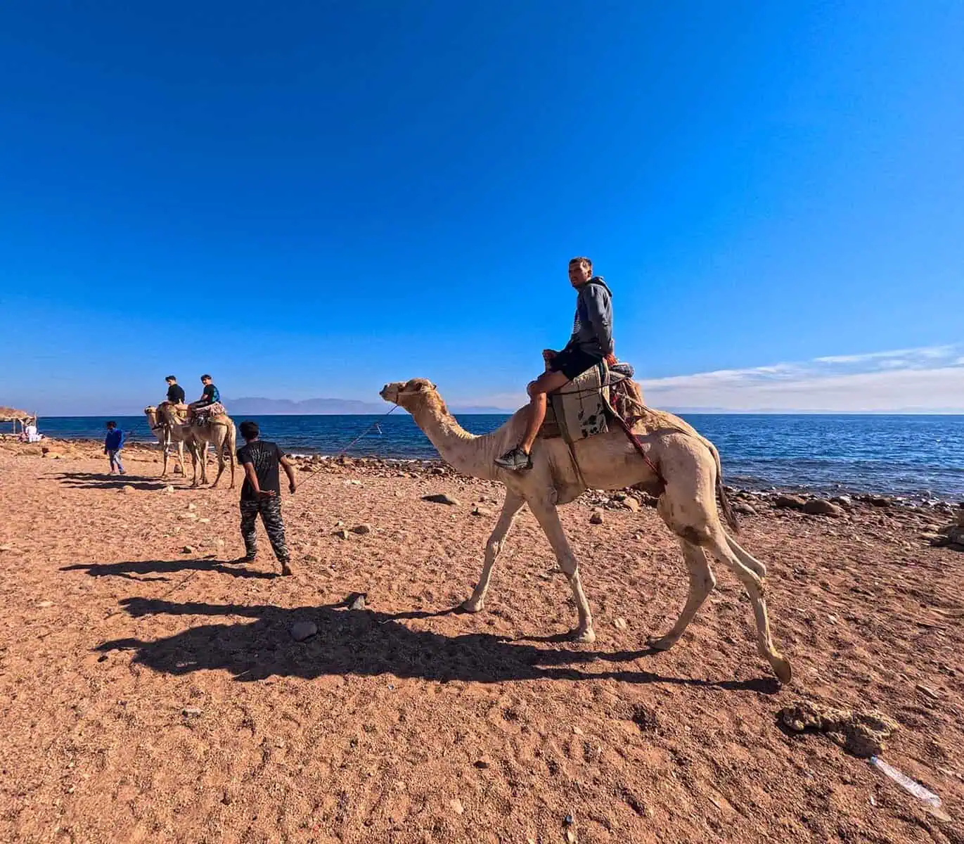 giovane sul cammello guidato da un beduino nel lungo mare di dahab
