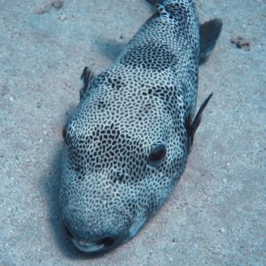 Pesce palla di tipo istrice