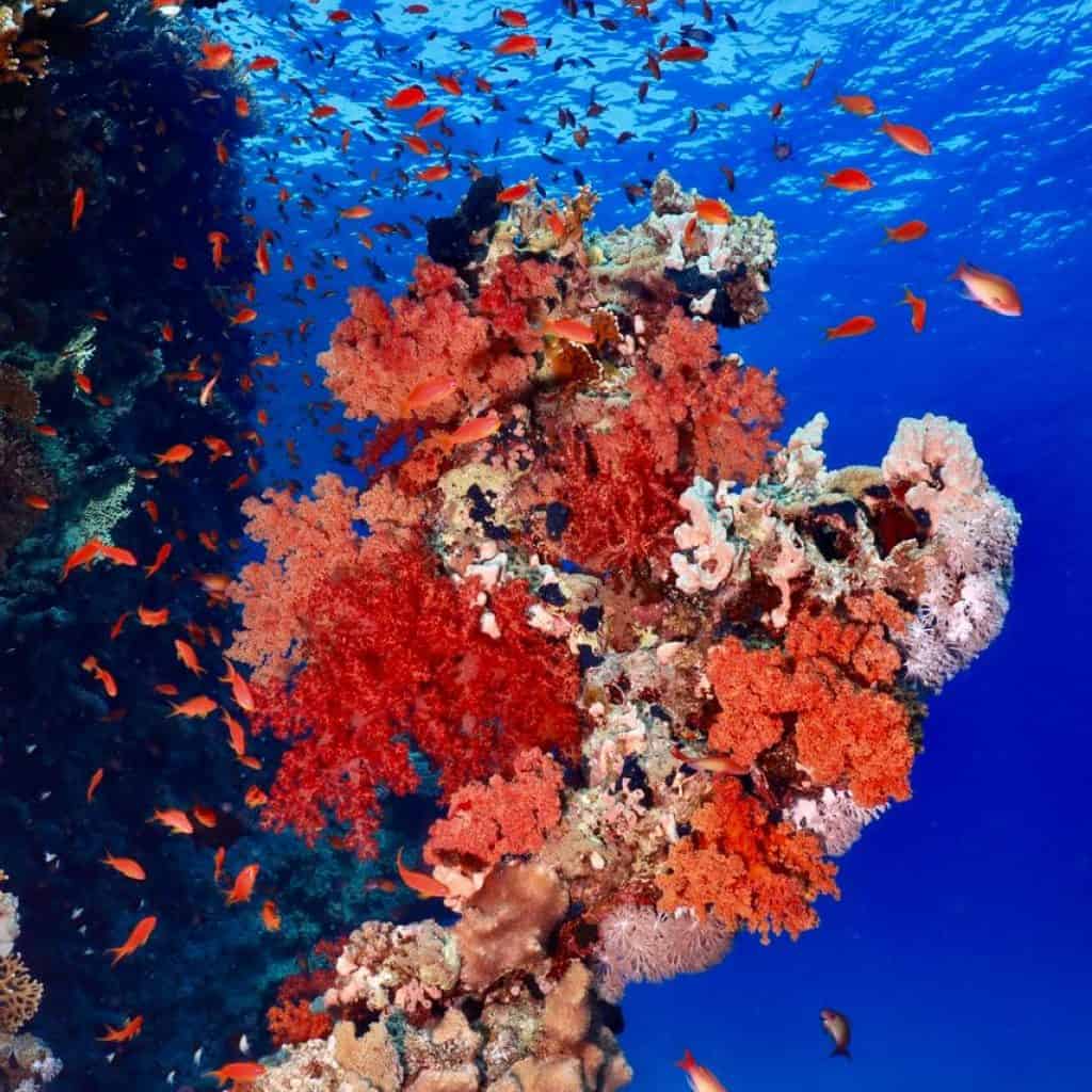 Branco di Anthias nuota su una barriera corallina