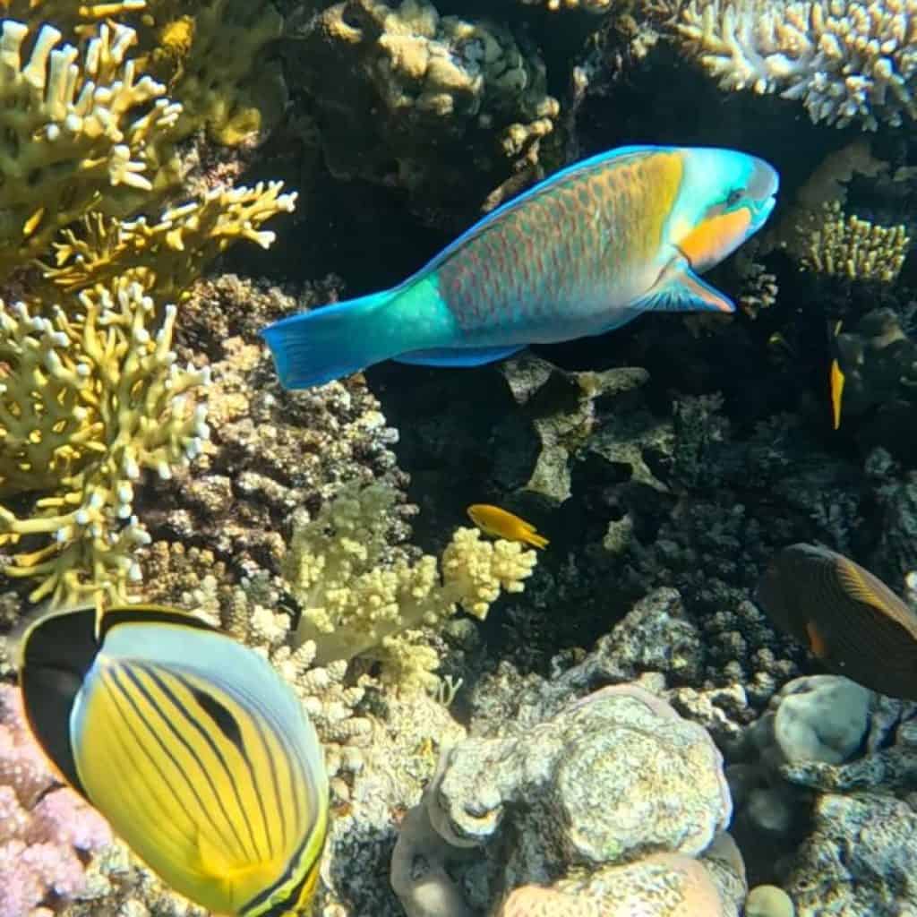 Un pesce pappagallo e un pesce farfalla nuotano insieme tra i coralli