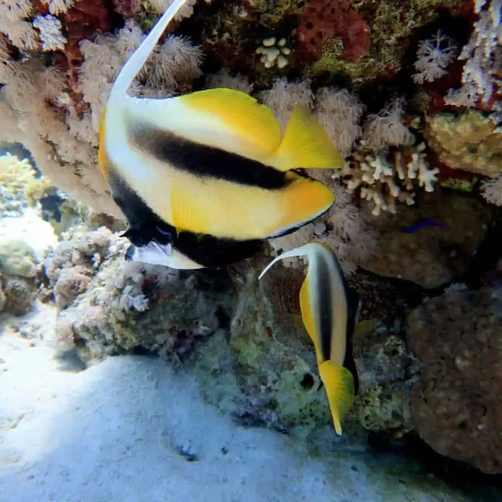 Pesce bandiera farfalla tra i coralli