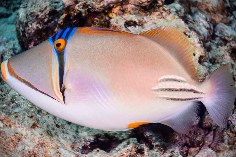 Pesce balestra Picasso