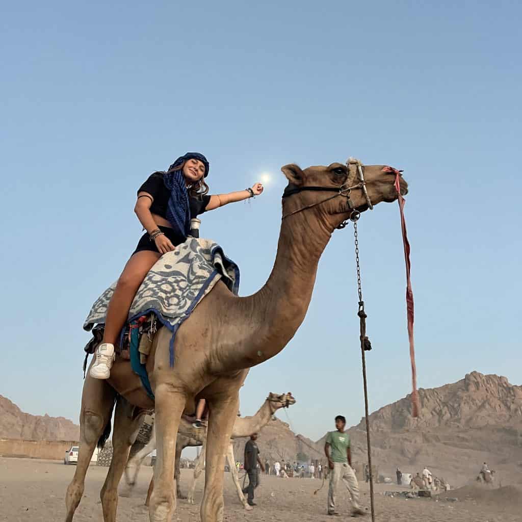 dromedario in egitto